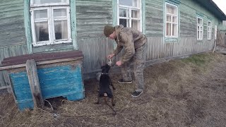 КУПИЛ ХУТОР в ЛЕСУ на краю БОЛОТА. Часть 8. Жизнь на хуторе. Белорусская кухня.