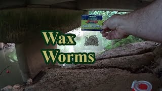 Fishing with Wax Worms