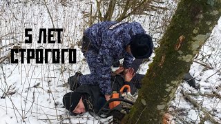 НЕЗАКОННАЯ вырубка леса-НАКАЗАНИЕ?