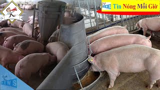 Giá heo hơi hôm nay 9/1 | Tin Nóng Mỗi Giờ