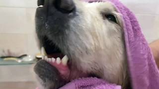 Ms. Alya Golden Retriever wash in the bathroom. Oil Retriever. Алю моют в ванной