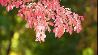 FREE 4K STOCK AUTUMN LEAVES BACKGROUND | HIMALAYAN HEALS