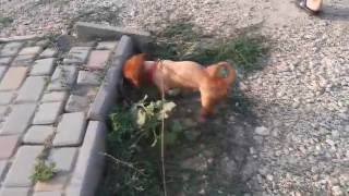 Моя собака Пекинес Чембо. Летняя стрижка / My dog ​​Pekingese Chembo. Summer hairstyle