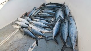 Pesca de Macarelas en los cayos mackerel fishing