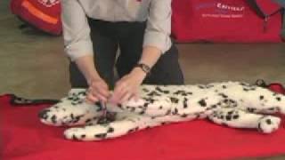 CPR on a dog/cat