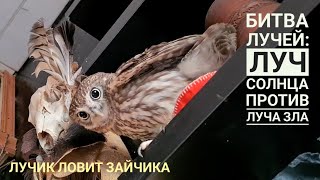 Совёнок Лучик ловит Солнечных зайчиков! Лучик против лучика