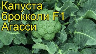 Капуста брокколи F1 Агасси. Краткий обзор, описание характеристик, где купить саженцы F1 Agassi