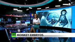 FULL SHOW: Scientists create early embryos that are part-human & part-monkey