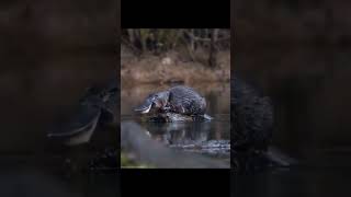 The Platypus is one of the most unusual creatures in the animal kingdom #Shorts