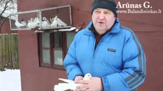 Arunas Gudunskas Golubi, high flyers, ГОЛУБИ