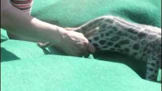 Snow leopard cubs at Tallinn Zoo