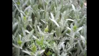 Пътят на мурсалския чай.
