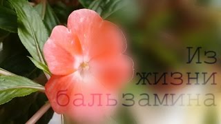 TimeLapse Растение оживает после полива Бальзамин.