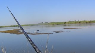 Охота на змееголова 27 августа, 2016 / Fishing Snakehead 27 Aug, 2016