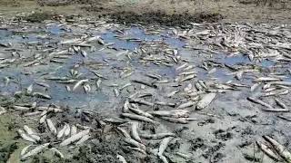 На реке Талас в Жамбылской области гибнет рыба