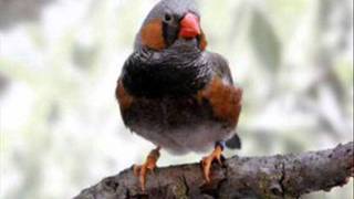 diamante mandarin  mutaciones