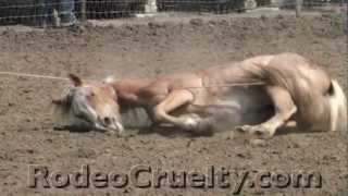 Rodeo Horses Roped, Tripped, Slammed, Severely Abused