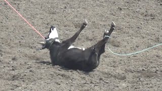 Salinas Rodeo Animal Injuries Under-Reported AGAIN!!!