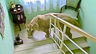 MAN AND BEAST - Part 41