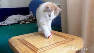 Странная  игрушка для кота - кольцо от пробки | Cat vs bottle cork