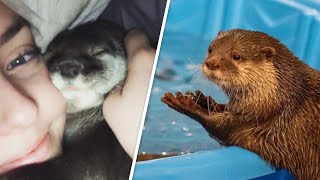Woman adopts otters instead of having kids