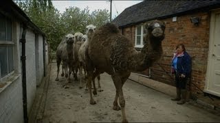 Bertie the Camel has got the hump! - Ronnie's Animal Crackers: Episode 2 Preview - BBC One
