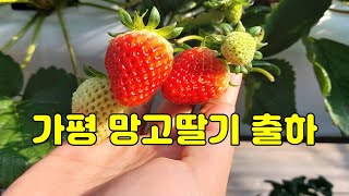 가평포도 대체작물 겨울철 '딸기' 출하 결실 !!