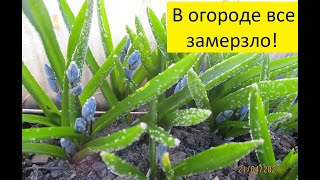 У нас мороз минус 14! Обзор огорода и теплиц с томатами 21 апреля. 