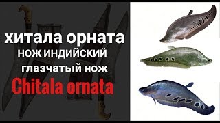 Индийский нож. Хитала орната.Chitala ornata.