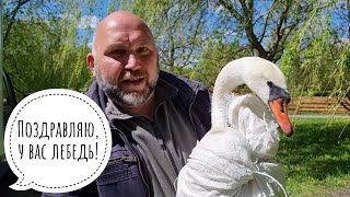 Выпуск гусей-лебедей на Соколином дворе у @Сергей Ярцев . По коту Мурлоку новостей нет