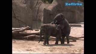 Большая Любовь Слонов УМОРА, РЖАЧЬ / Große ElefantenLIEBE / Big elephants LOVE