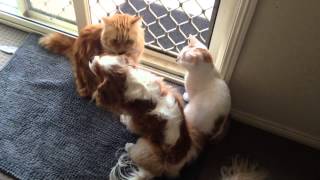 Tallulah the Cavalier getting groomed by cats