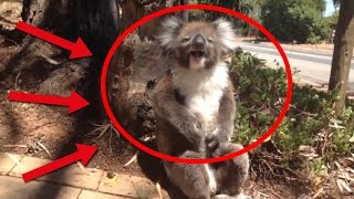KOALA wird vom Baum GESCHUBST und fängt an zu WEINEN