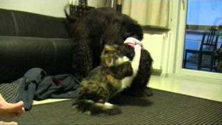 Cat and Dog Playing. (Sauli ja Noora)