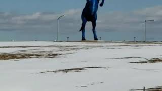 The horse named Lucifer Denver Airport
