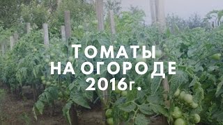 Томаты на огороде 2016г.Ошибки и неудачный опыт выращивания.
