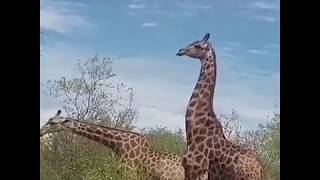 ANIMALS SEX ABOVE 18 ONLY