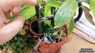 Реаниматор для поврежденных растений. Индикатор влажности почвы.