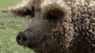 Волосатые свиньи в Карелии