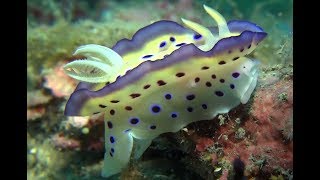 Diving Pandan Island - Nudibranches - Philippines 2014