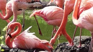 Berliner Tierpark 2013