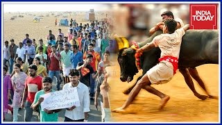 Mass Protests In Tamil Nadu Demanding Jallikattu During Pongal festival