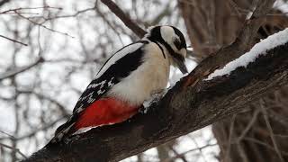 Немного про дятла / A little about the woodpecker