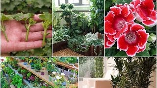 Размножение растений подручными Средствами.