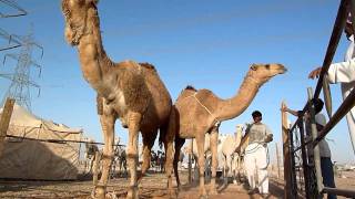 Camel courting