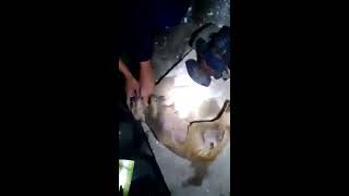Bombero de Rosarito rescata y resucita a perrita