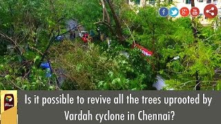 Is it possible to revive all the trees uprooted by Vardah cyclone in Chennai?