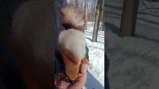 Ещё одна ручная белка / Another tame squirrel