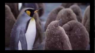 Penguen Kral 3D Film Türkçe Dublajlı Fragman | BoyutDijital.com