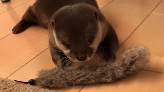 カワウソさくら もふもふがもふもふで遊ぶ Otter and cat playing with their tails